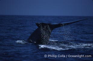 Blue whale, lifting fluke before diving, Baja California, Balaenoptera musculus