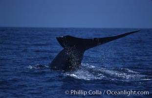 Blue whale, lifting fluke before diving, Baja California, Balaenoptera musculus