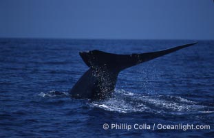 Blue whale, lifting fluke before diving, Baja California, Balaenoptera musculus