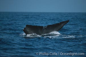 Blue whale, lifting fluke before diving, Baja California, Balaenoptera musculus, copyright Phillip Colla Natural History Photography, www.oceanlight.com, image #03040, all rights reserved worldwide.