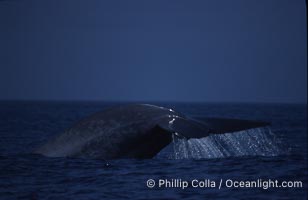 Blue whale, lifting fluke before diving, Baja California, Balaenoptera musculus
