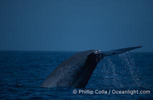 Blue whale, lifting fluke before diving, Baja California, Balaenoptera musculus