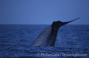 Blue whale, lifting fluke before diving, Baja California, Balaenoptera musculus, copyright Phillip Colla Natural History Photography, www.oceanlight.com, image #03043, all rights reserved worldwide.