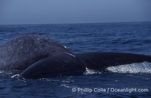 Blue whale fluke,  Baja California (Mexico), Balaenoptera musculus