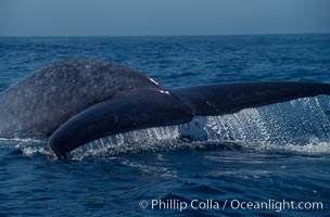 Blue whale fluking up (raising its tail) before a dive to forage for krill,  Baja California (Mexico). Balaenoptera musculus.