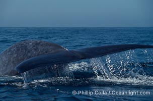Blue whale fluking up before a dive,  Baja California (Mexico), Balaenoptera musculus