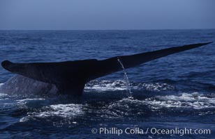 Blue whale fluke,  Baja California (Mexico), Balaenoptera musculus