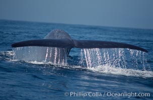 Blue whale fluking up before a dive, Baja California (Mexico), Balaenoptera musculus, copyright Phillip Colla Natural History Photography, www.oceanlight.com, image #03337, all rights reserved worldwide.