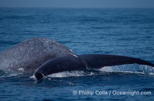 Blue whale fluke,  Baja California (Mexico), Balaenoptera musculus
