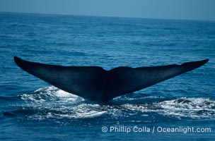 Blue whale, raising fluke prior to dive, Baja California, Balaenoptera musculus