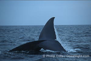 Blue whale, raising fluke prior to dive, Baja California, Balaenoptera musculus
