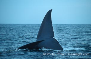 Blue whale, raising fluke prior to dive, Baja California, Balaenoptera musculus
