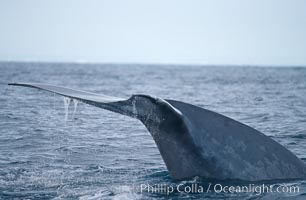 Blue whale, raising fluke prior to dive, Baja California, Balaenoptera musculus