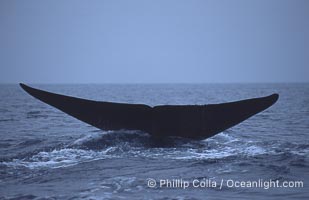 Blue whale, fluke, Mexico, Balaenoptera musculus