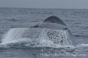 Water sheets off a blue whales fluke as the whale raises its before diving for food.  Offshore Coronado Islands, Balaenoptera musculus, Coronado Islands (Islas Coronado)
