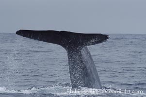 Water drips off a blue whales fluke as the whale raises its high in the air before diving for food.  Offshore Coronado Islands, Balaenoptera musculus, Coronado Islands (Islas Coronado)