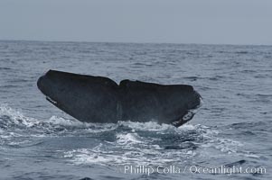 A blue whales fluke is all that can be seen of the huge animal as it sinks underwater to search for food.  Note the scarring near the fluke tips, likely from an attack by killer whales (orca).  Offshore Coronado Islands, Balaenoptera musculus, Coronado Islands (Islas Coronado)