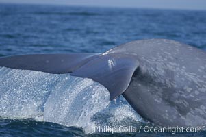 An enormous blue whale raises its fluke (tail) high out of the water before diving.  Open ocean offshore of San Diego.