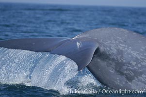 An enormous blue whale raises its fluke (tail) high out of the water before diving.  Open ocean offshore of San Diego, Balaenoptera musculus