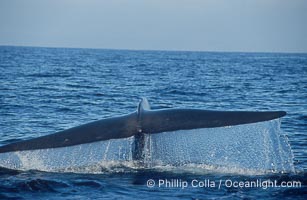 An enormous blue whale raises its fluke (tail) high out of the water before diving.  Open ocean offshore of San Diego, Balaenoptera musculus