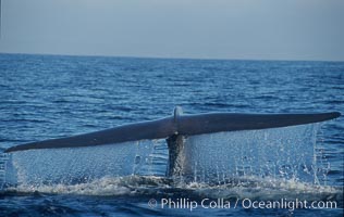 An enormous blue whale raises its fluke (tail) high out of the water before diving.  Open ocean offshore of San Diego, Balaenoptera musculus