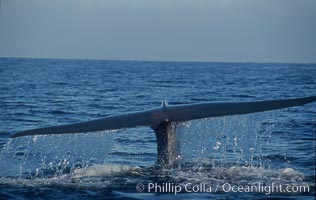 An enormous blue whale raises its fluke (tail) high out of the water before diving.  Open ocean offshore of San Diego. California, USA, Balaenoptera musculus, natural history stock photograph, photo id 07550