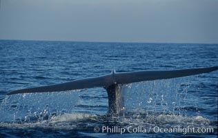 An enormous blue whale raises its fluke (tail) high out of the water before diving.  Open ocean offshore of San Diego, Balaenoptera musculus