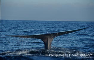 An enormous blue whale raises its fluke (tail) high out of the water before diving.  Open ocean offshore of San Diego, Balaenoptera musculus
