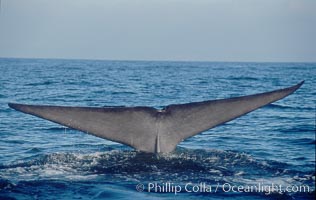 An enormous blue whale raises its fluke (tail) high out of the water before diving.  Open ocean offshore of San Diego, Balaenoptera musculus