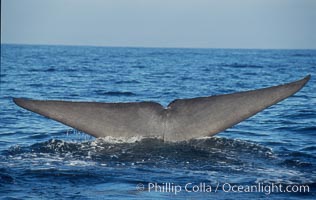 An enormous blue whale raises its fluke (tail) high out of the water before diving.  Open ocean offshore of San Diego, Balaenoptera musculus
