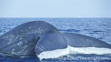 An enormous blue whale raises its fluke (tail) high out of the water before diving.  Open ocean offshore of San Diego, Balaenoptera musculus