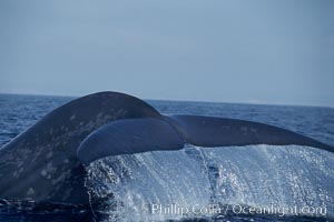 An enormous blue whale raises its fluke (tail) high out of the water before diving.  Open ocean offshore of San Diego, Balaenoptera musculus