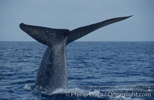 An enormous blue whale raises its fluke (tail) high out of the water before diving.  Open ocean offshore of San Diego, Balaenoptera musculus