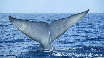 An enormous blue whale raises its fluke (tail) high out of the water before diving.  Open ocean offshore of San Diego.