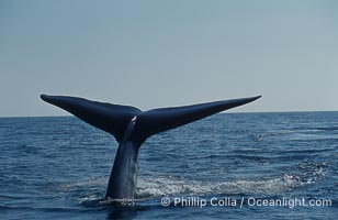 An enormous blue whale raises its fluke (tail) high out of the water before diving.  Open ocean offshore of San Diego, Balaenoptera musculus