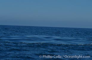 A footprint (or flukeprint) is the smooth circle of water left on the oceans surface where a blue whale has just dived.  When there is little wind and waves, a footprint can remain visible for several minutes, Balaenoptera musculus, San Diego, California