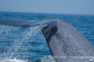 An enormous blue whale raises its fluke (tail) high out of the water before diving.  Open ocean offshore of San Diego, Balaenoptera musculus