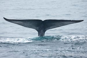 Blue whale fluke (tail) lifted high above the water as the whale dives in the Santa Barbara Channel, Balaenoptera musculus, Santa Rosa Island, California