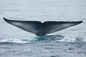 Blue whale fluke (tail) lifted high above the water as the whale dives in the Santa Barbara Channel, Balaenoptera musculus, Santa Rosa Island, California