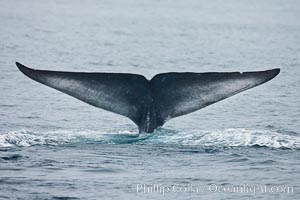 Blue whale fluke (tail) lifted high above the water as the whale dives in the Santa Barbara Channel, Balaenoptera musculus, Santa Rosa Island, California