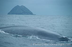 Blue whale rounding out at surface, North Coronado island in background, Balaenoptera musculus, Coronado Islands (Islas Coronado)