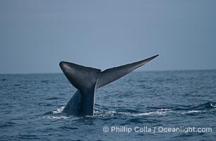 Blue whale, Balaenoptera musculus