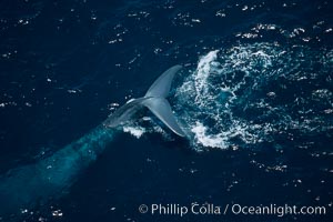 Blue whale, fluke up before dive., Balaenoptera musculus, natural history stock photograph, photo id 02310