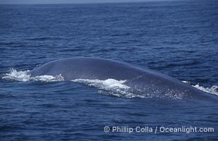 Blue whale surfacing,  Baja California (Mexico), Balaenoptera musculus