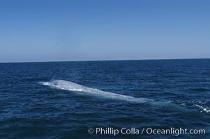 An enormous blue whale is stretched out at the surface, resting, breathing and slowly swimming, during a break between feeding dives. Open ocean offshore of San Diego, Balaenoptera musculus