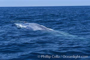 An enormous blue whale is stretched out at the surface, resting, breathing and slowly swimming, during a break between feeding dives. Open ocean offshore of San Diego, Balaenoptera musculus