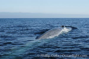 An enormous blue whale is stretched out at the surface, resting, breathing and slowly swimming, during a break between feeding dives. Open ocean offshore of San Diego, Balaenoptera musculus