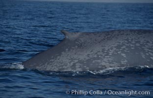 An enormous blue whale rounds out (hunches up its back) before diving.  Note the distinctive mottled skin pattern and small, falcate dorsal fin. Open ocean offshore of San Diego, Balaenoptera musculus