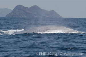 A blue whale rounds out at the surface before diving in search of food.  A blue whale can stay submerged while foraging for food for up to 20 minutes.  The blue whale is the largest animal on earth, reaching 80 feet in length and weighing as much as 300,000 pounds.  North Coronado Island is in the background, Balaenoptera musculus, Coronado Islands (Islas Coronado)