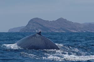 A blue whale rounds out at the surface before diving in search of food.  A blue whale can stay submerged while foraging for food for up to 20 minutes.  The blue whale is the largest animal on earth, reaching 80 feet in length and weighing as much as 300,000 pounds.  North Coronado Island is in the background, Balaenoptera musculus, Coronado Islands (Islas Coronado)